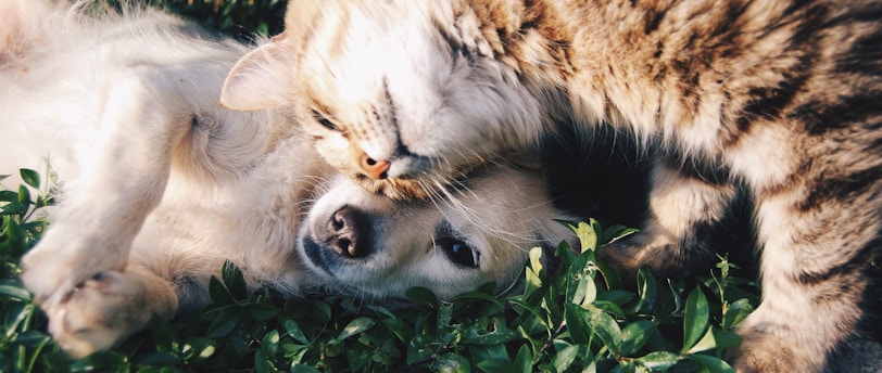 DIY Grooming Hacks: Creative Tips for Pet Owners on a Budget