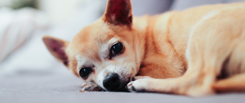 Grooming Senior Pets: Tailoring Care for Your Aging Furry Friends