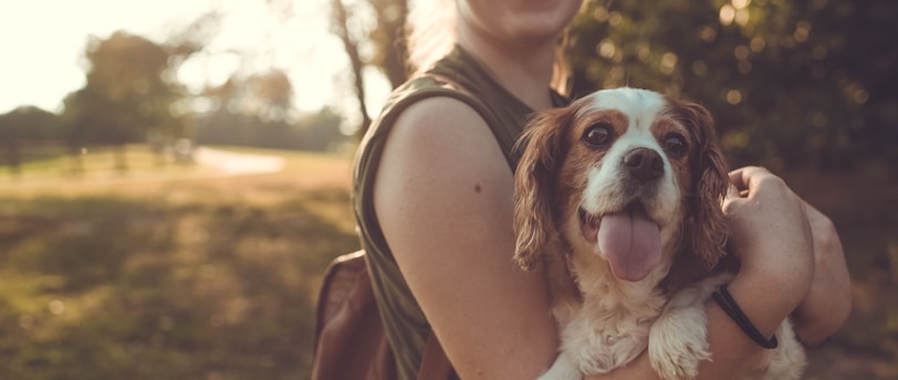 Independent Pet Training Tips: Strategies for Engaging and Cooperative Training Sessions