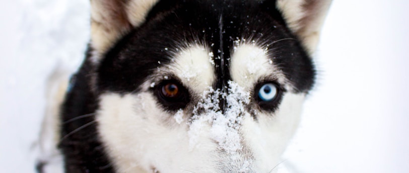 Bonding with Your Independent Pet: Strengthening the Connection through Positive Reinforcement