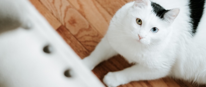 Essential Health Issues Every Pet Owner Should Know