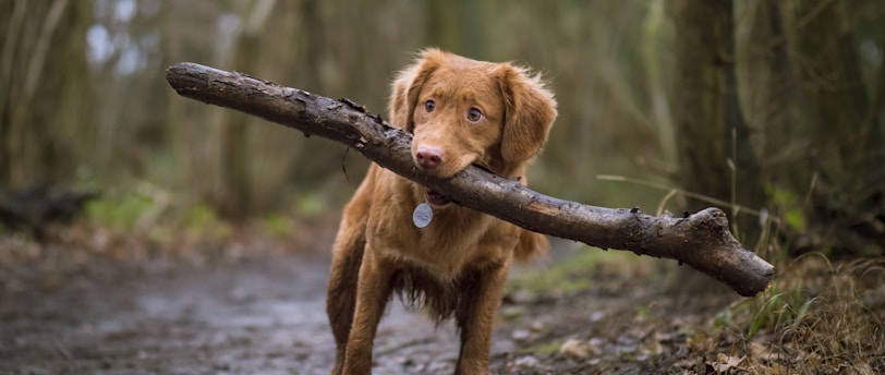 Effective Socialization Training Techniques for Pets: Tailoring Approaches to Personality Types