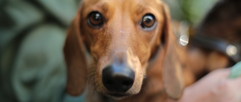 Vaccinations Demystified: Protecting Our Pets from Preventable Diseases