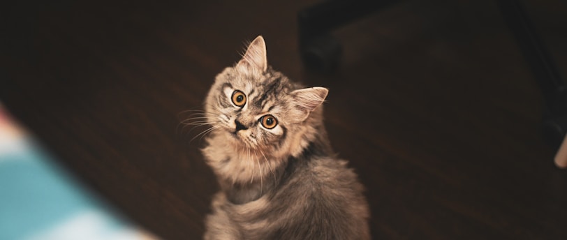 Essential Grooming Safety Tips for Your Beloved Pets