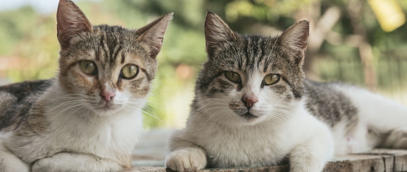 Training Rescue Pets: Building Trust and Confidence