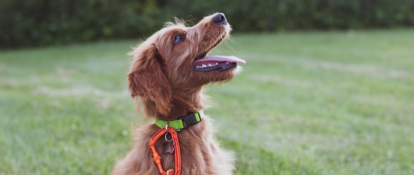 Tailoring Training: Breeds and Traits for Effective Dog Training