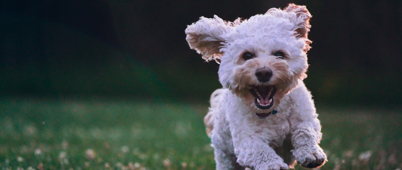 The Ultimate Guide to Grooming Short-Haired Breeds