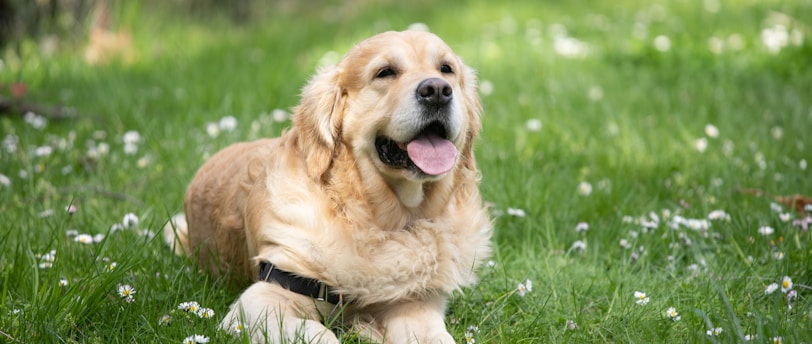 Training Assertive Pets: Strategies for Success