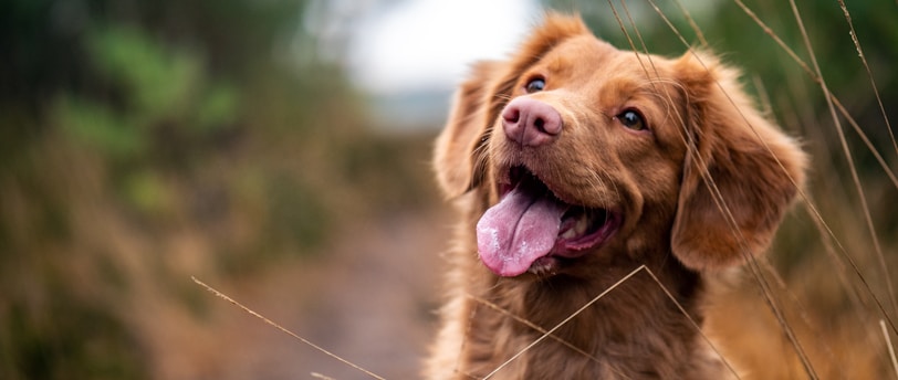 Essential Guide to Basic Training for Young Dogs: Cultivating Obedience and Good Behavior