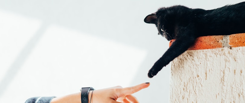 Understanding Service Animal Training: Skills and Responsibilities