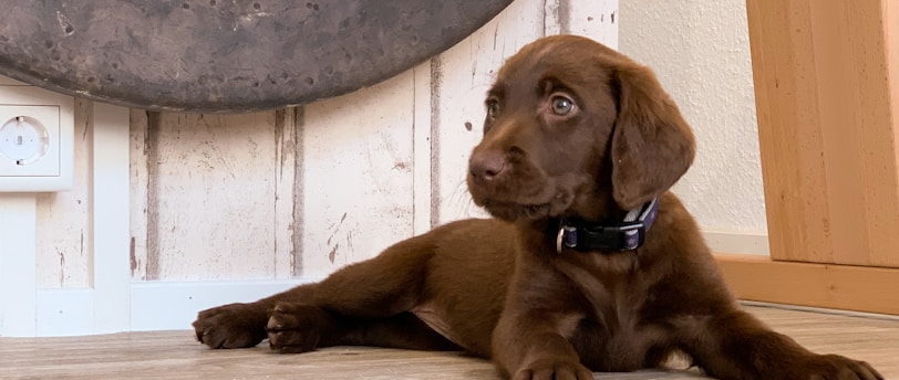 The Heart of Healing: Training Therapy Animals for Empathy and Connection