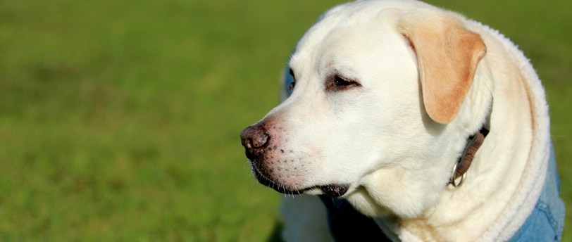 The Importance of Preventive Care in Maintaining Pet Health