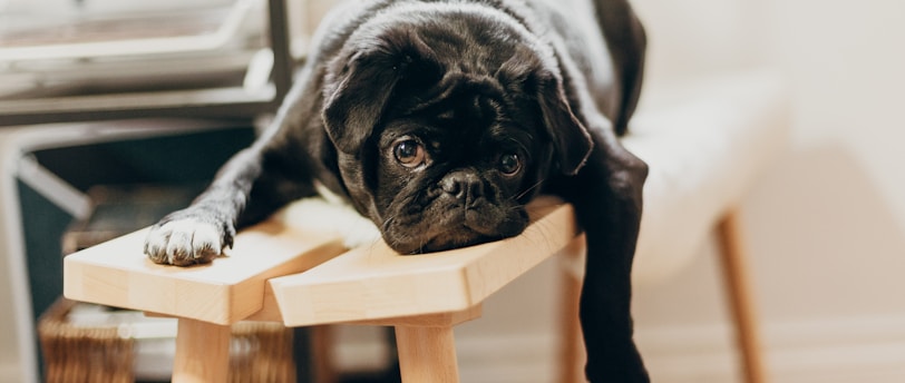 Celebrating Diversity in Pet Personalities: Embracing the Uniqueness of Our Furry Friends