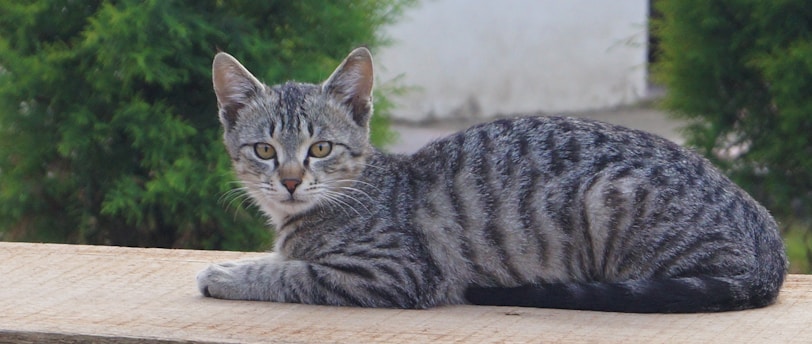 Recognizing Common Pet Illnesses: A Guide for Pet Owners