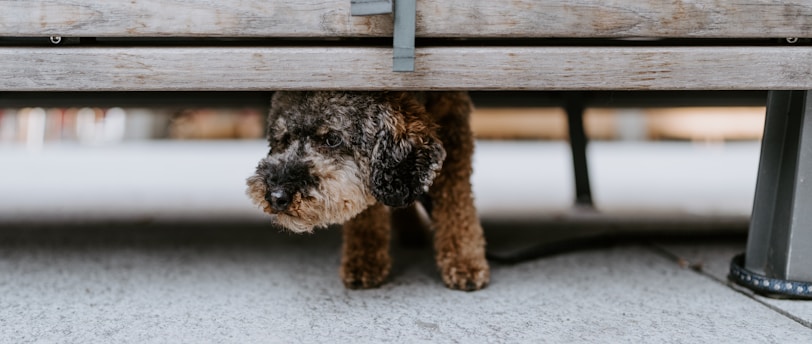 Building Confidence in Shy Pets: Effective Training Strategies