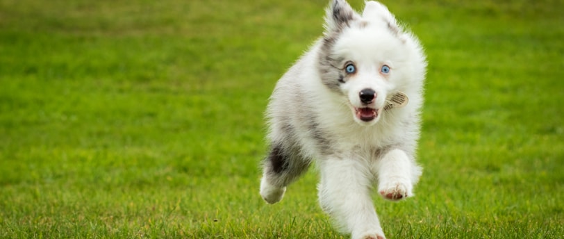 Understanding Your Pet&#39;s Personality: A Guide to Tailoring Training and Care