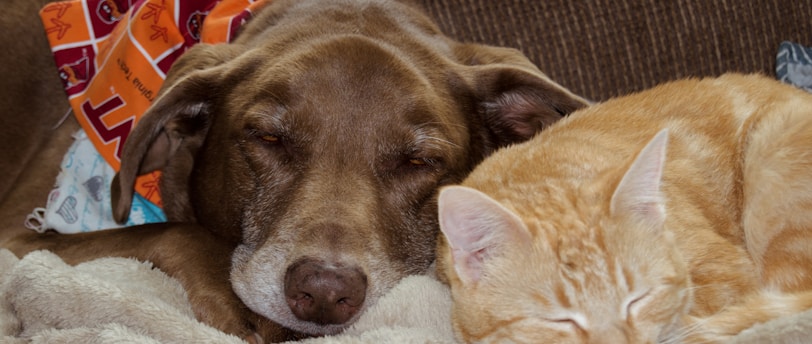 The Art of Brushing: A Guide to Pet Grooming