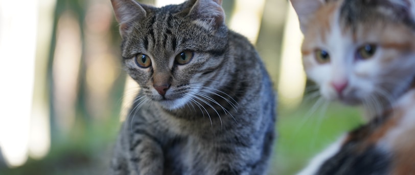 Essential Tips for Effective Parasite Prevention in Pets