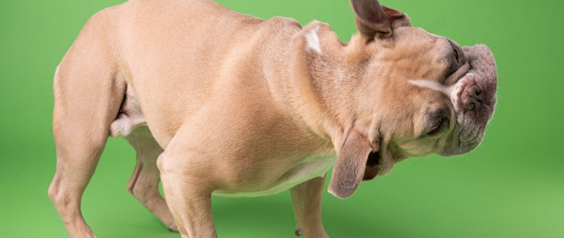 Fleas, Ticks, and Beyond: The Battle Against Parasites